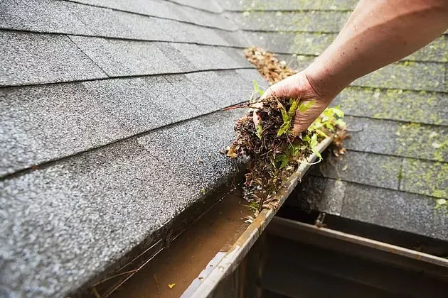 A handful of leaves lifted from a gutter beside a shingle roof