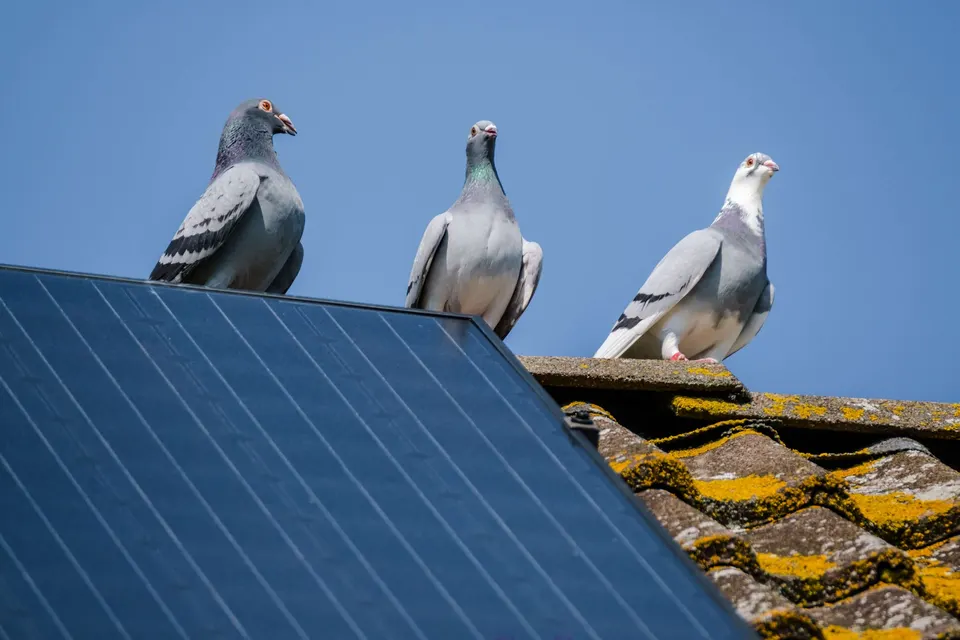 Pigeons standing along the upper edge of rooftop solar panels