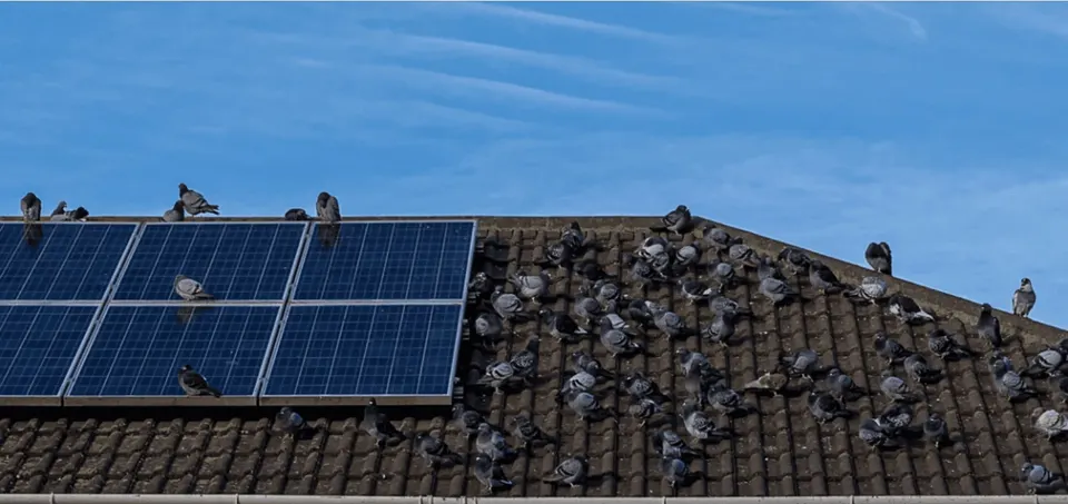 Rooftop solar panels beside a weathered tile roof under a blue sky